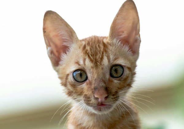 Les croquettes hd optimum : santé et plaisir pour votre chien