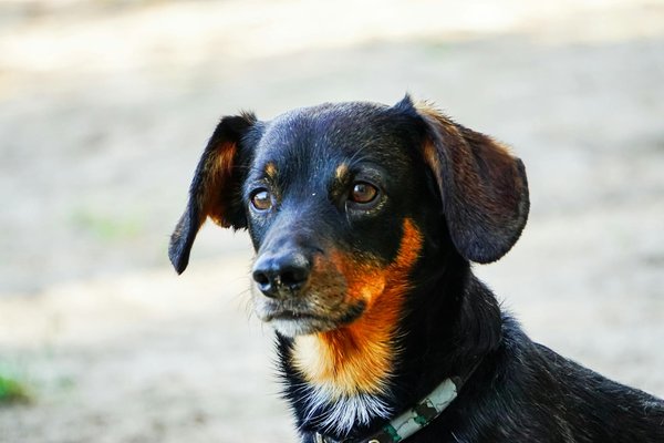 Est-il possible de dresser un écureuil de Corée à vivre librement dans la maison?