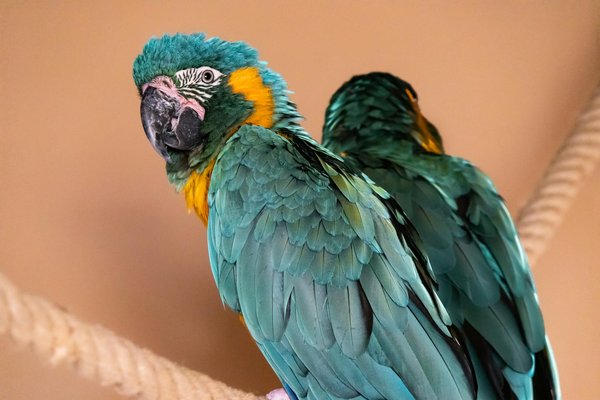 Comment prévenir l'obésité chez un chat de race Birman vivant exclusivement en intérieur?