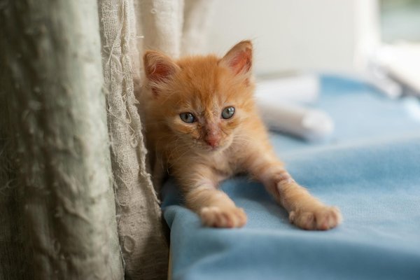 Trouvez le meilleur lit pour chien pour des nuits tranquilles