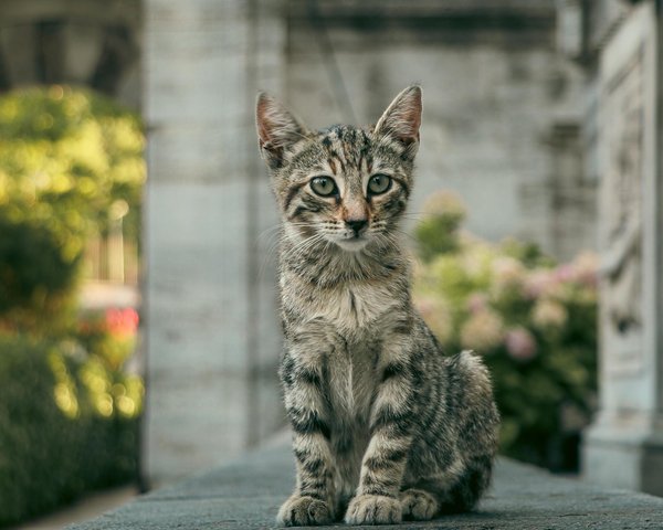 Découvrez le vinaigre des 4 voleurs : remède anti-parasites naturel