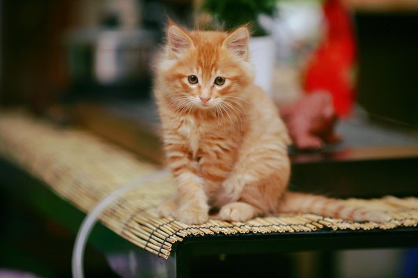 Comment les criquets perçoivent-ils les vibrations pour se déplacer en essaim?