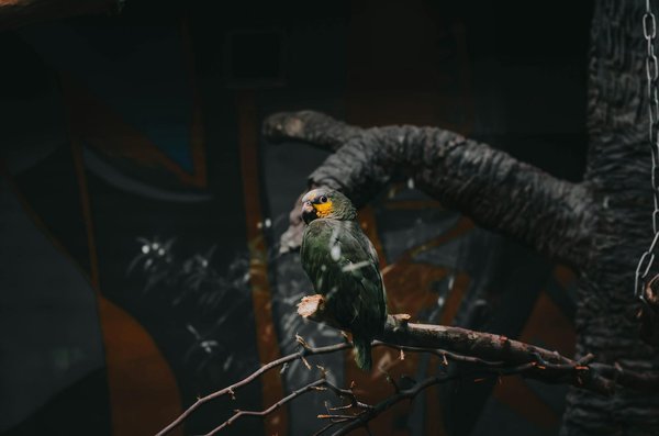 Comment choisir le meilleur comportementaliste pour votre chien ?