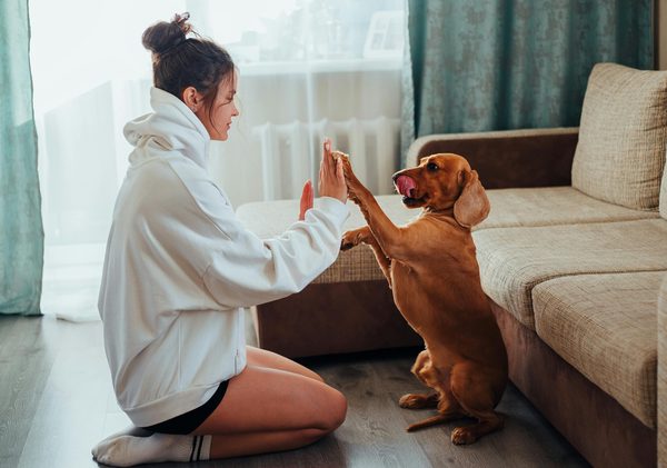 Comment choisir le meilleur comportementaliste pour votre chien ?
