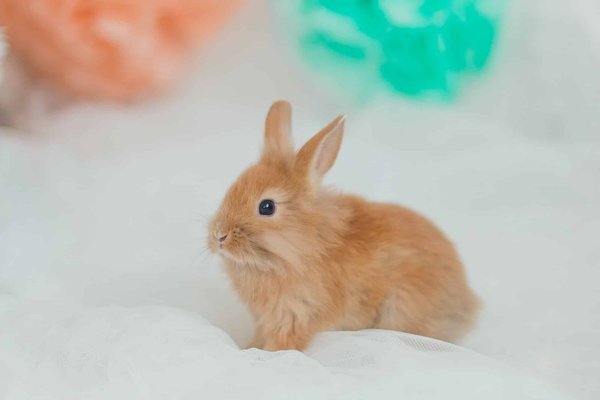 Comment les lapins contribuent-ils à l'entretien des prairies?