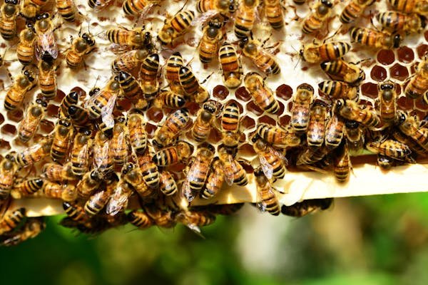 Ruche abeille : le meilleur choix pour vos projets apicoles