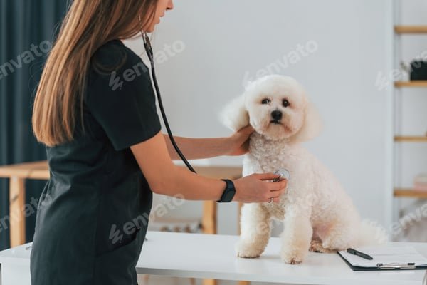 Évaluer le coût des soins vétérinaires pour votre chien